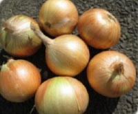 Onions | National Tested Seeds (NTS)